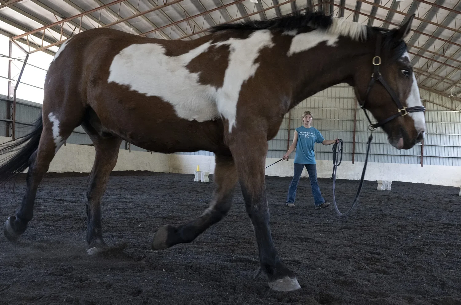 Built on second chances: Legacy Equine Center in Easthampton combines therapy and sanctuary