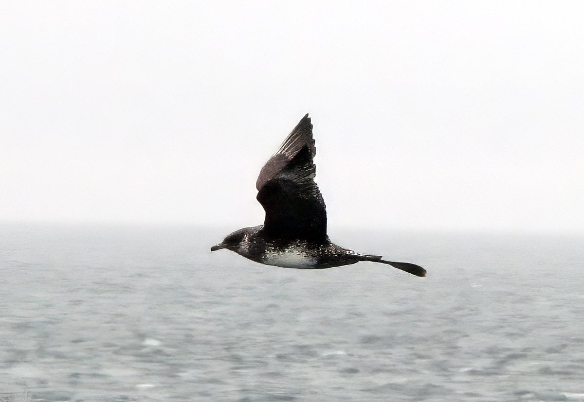 5 upcoming Gulf of Maine wildlife cruises you won't want to miss