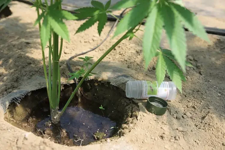 Royalton Selectboard considers putting retail cannabis question to voters