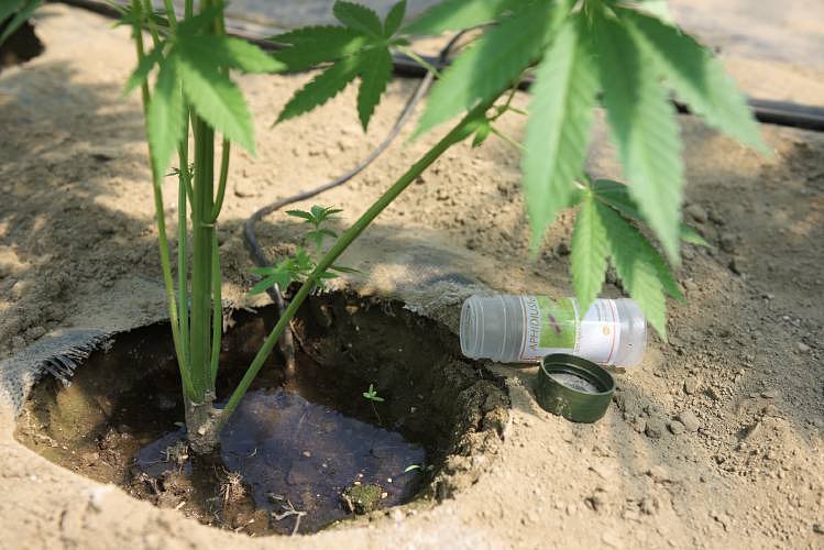 Royalton Selectboard considers putting retail cannabis question to voters