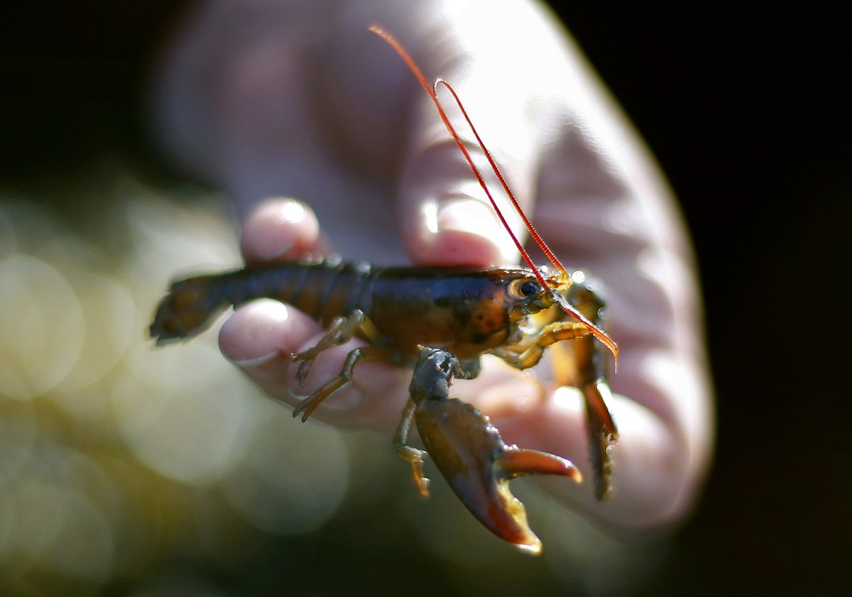 Decline in baby Maine lobsters is warning to the fishery, study finds