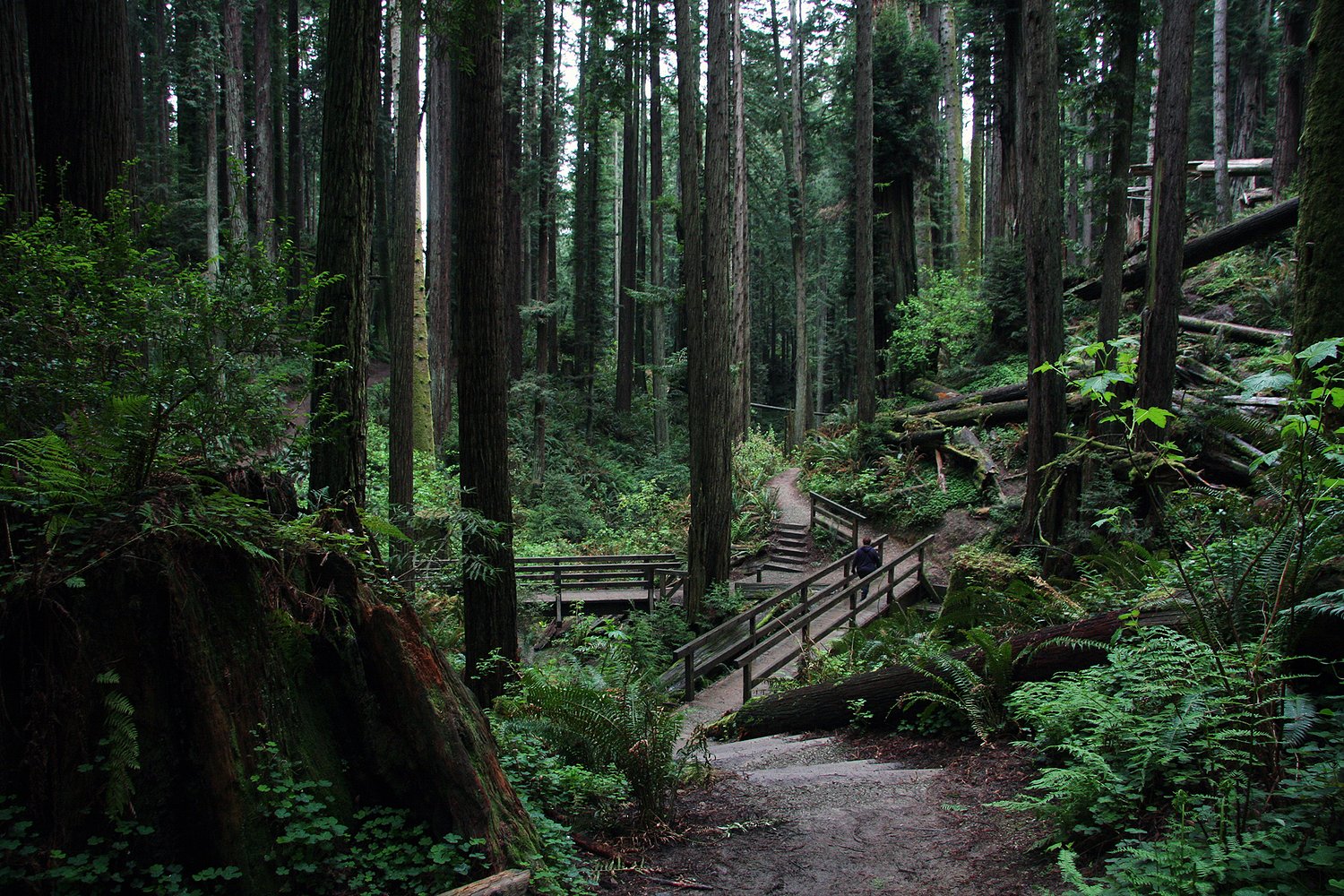 Hiker dies months after suffering 'life-altering' injuries in NorCal forest attack