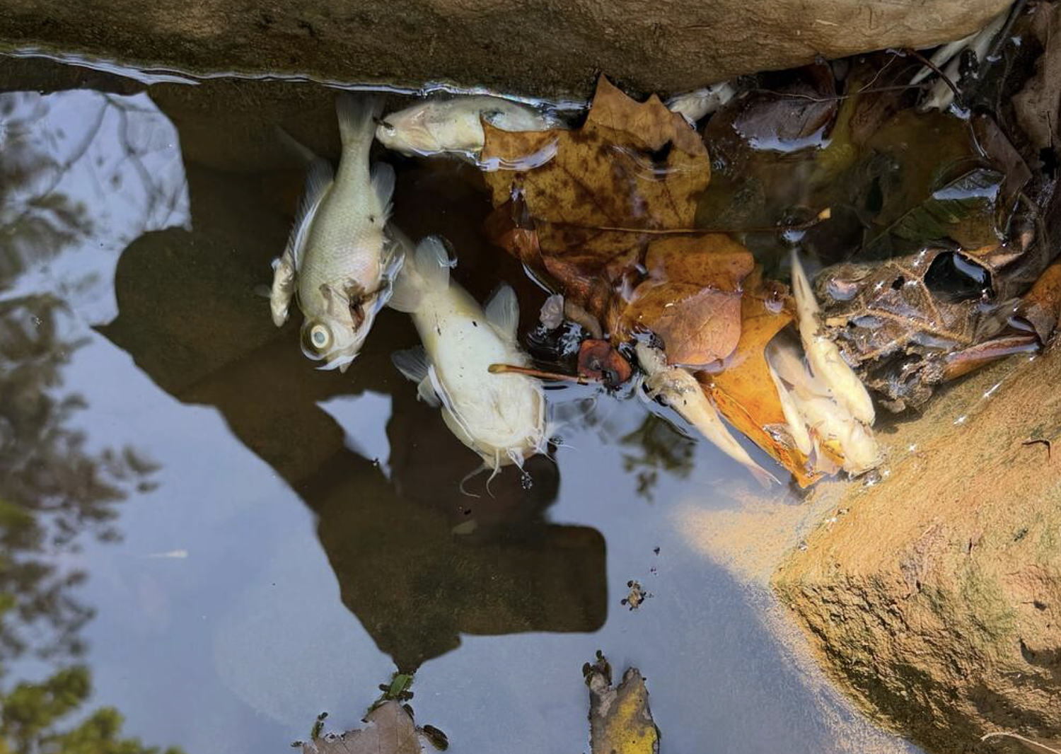 'We just want the problem fixed' after Atlanta airport's 'major spill' of sewage into Sullivan Creek