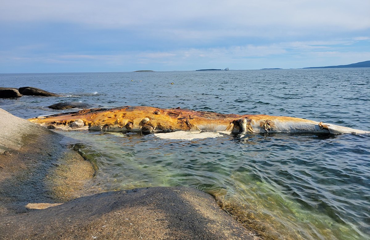 A dead whale covered in shark bites keeps washing up on Maine islands