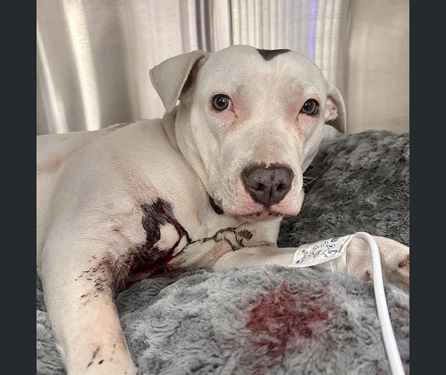 AG closes investigation into Harrisburg judge who shot pit bull puppy