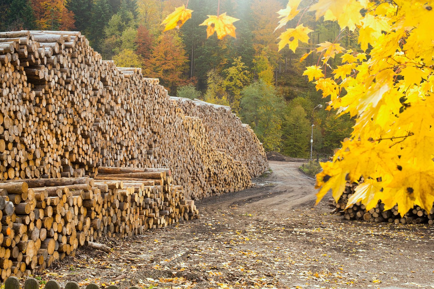 Protecting Maine's forest products industry since 1868