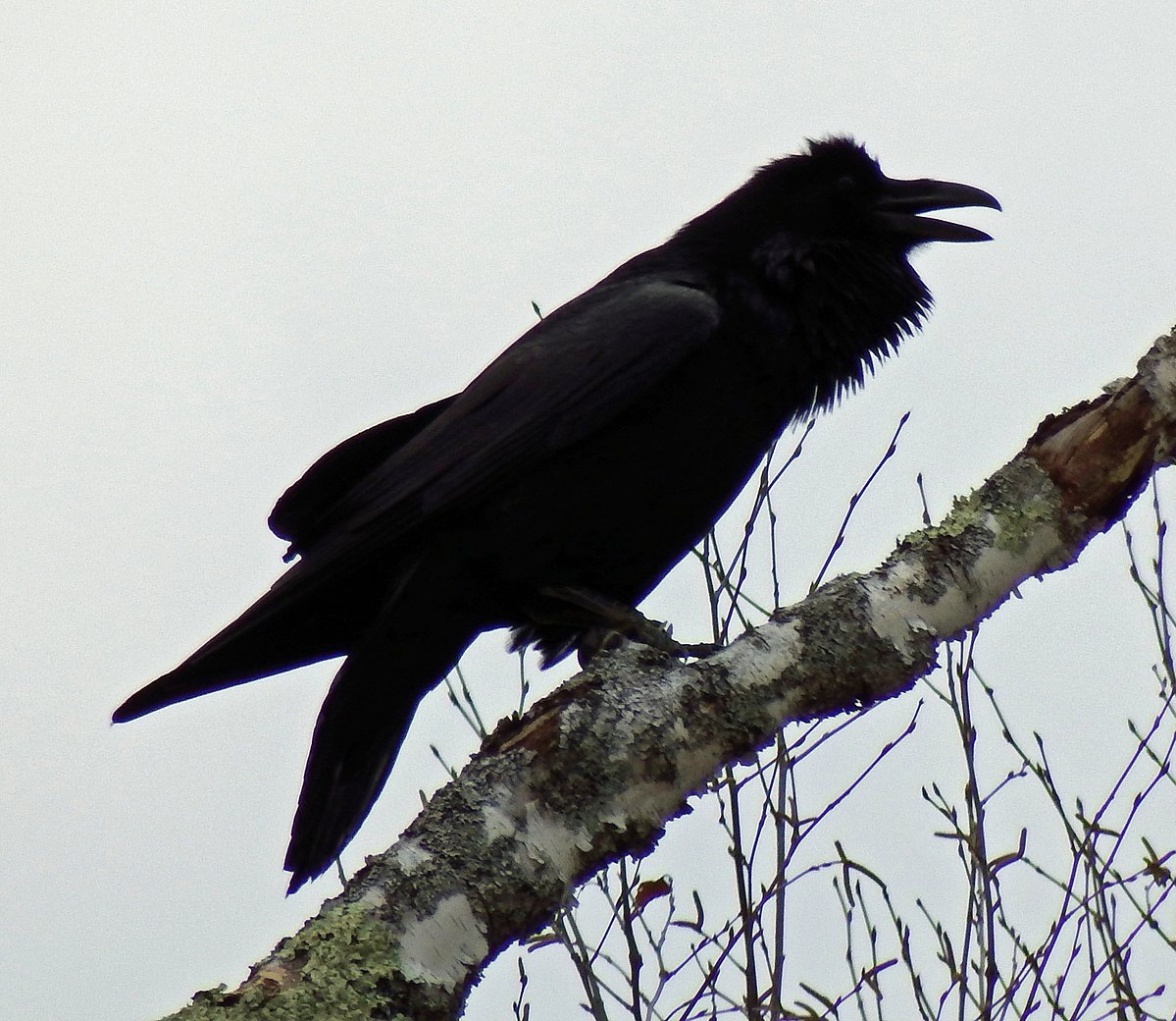 If Maine has a Halloween bird, it’s the raven. And there’s more to it than meets the eye.