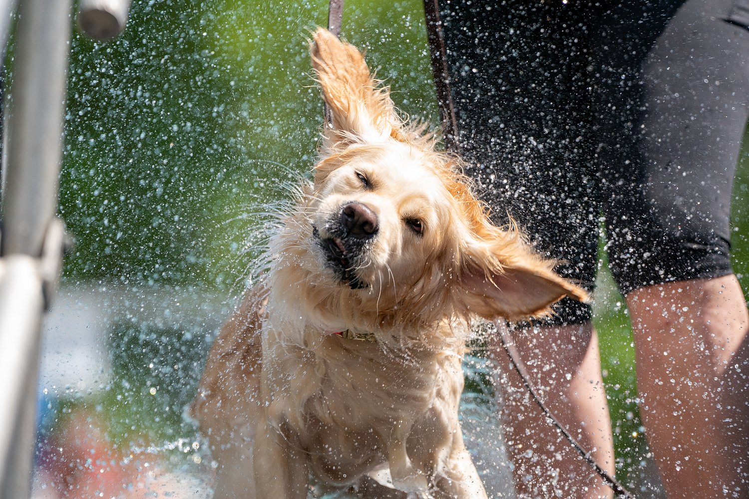 Dogs can make a splash at Frankenmuth’s Jaycee Spray Park during Oct. 18 fundraiser event