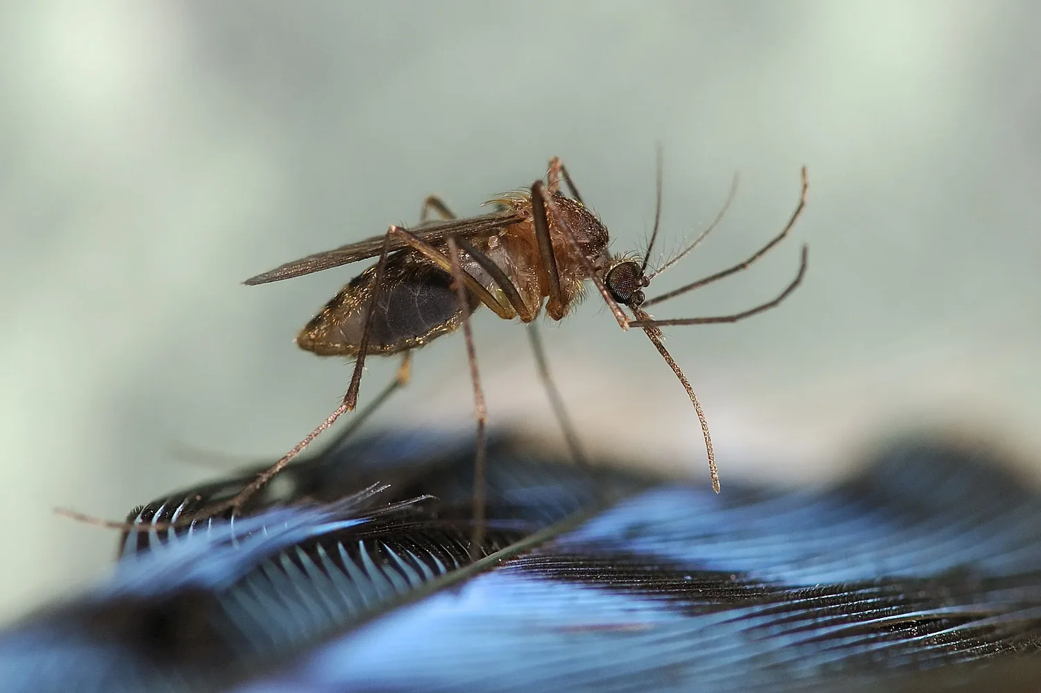 Mosquitoes seem less active this year, but state still urges caution to avoid illness