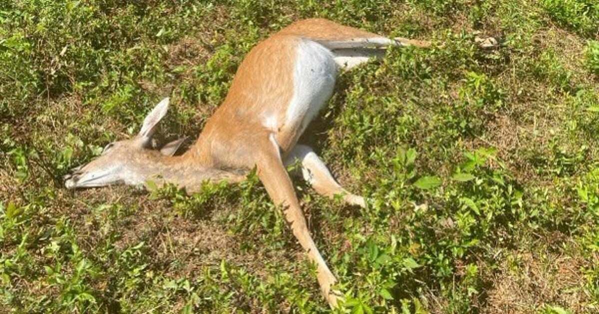 Poacher killed doe and left her to rot in a small Maine town