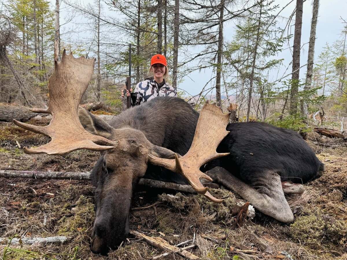 Maine's September bull moose season success up from last year