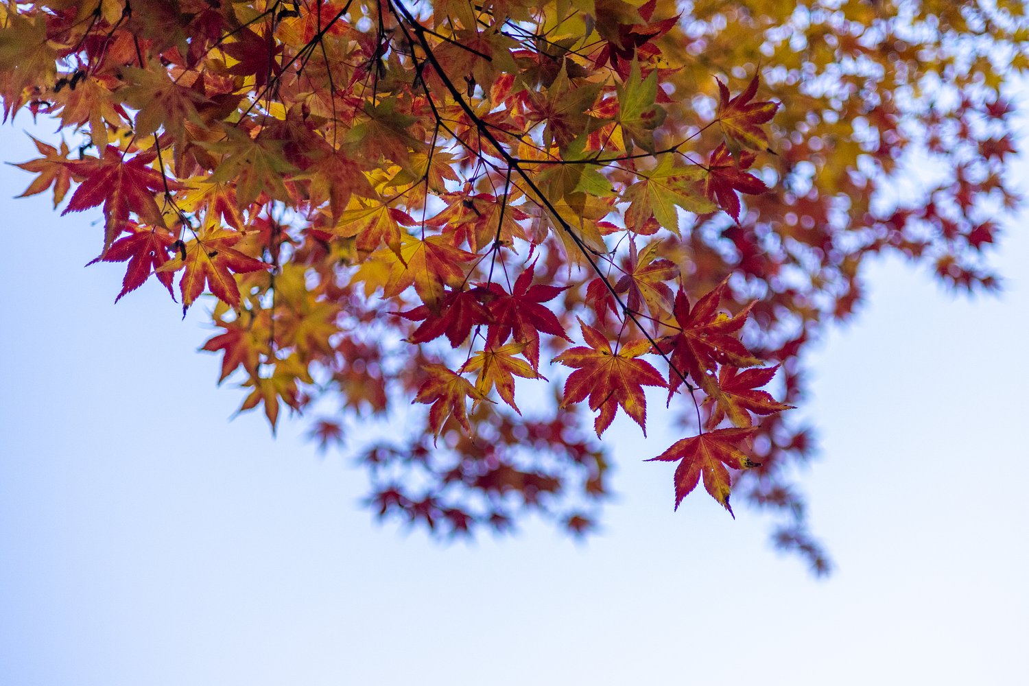 First weekend of fall brings sunny skies and highs in the 60s