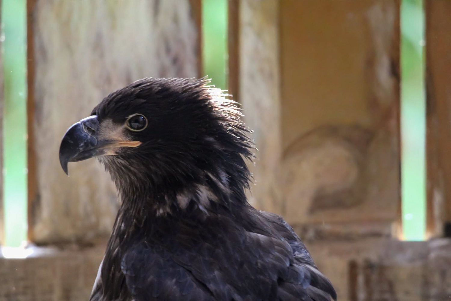 Northern Michigan eaglet injured in nest collapse is with foster parents, hasn’t flown yet
