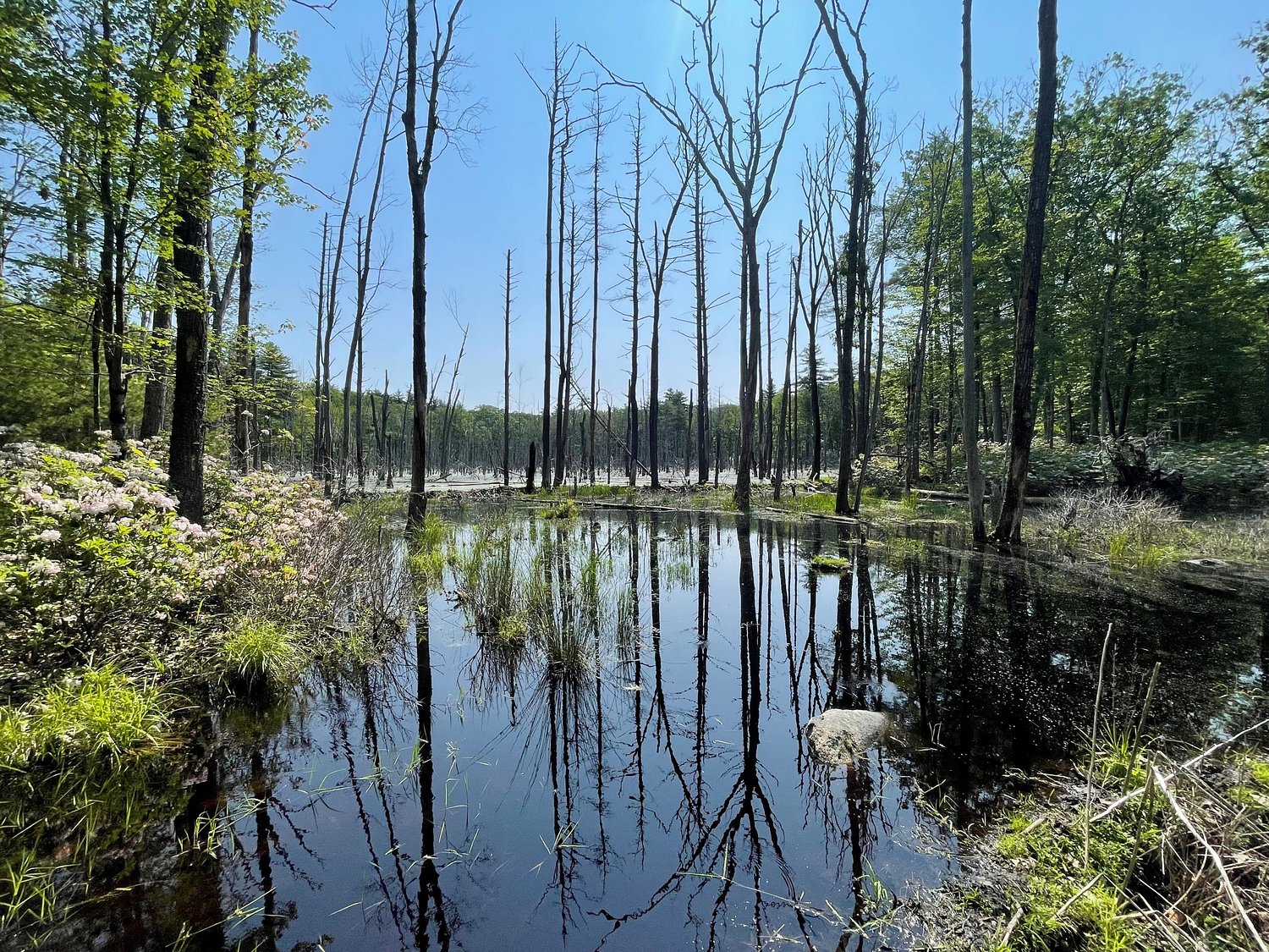 New 141-acre forest preserve secured in Mason