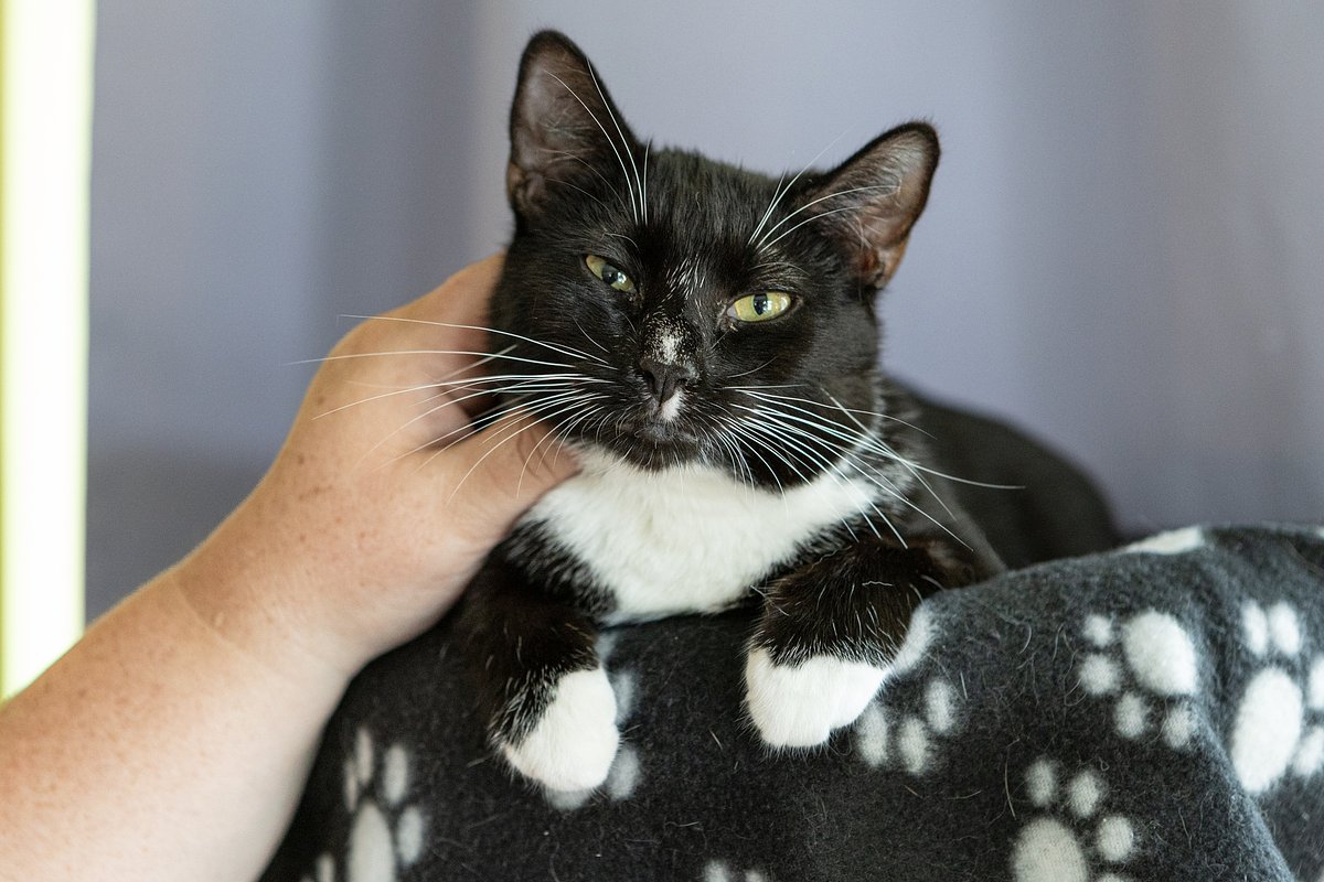 A cat was tied up in a plastic bag and thrown into a Maine dumpster