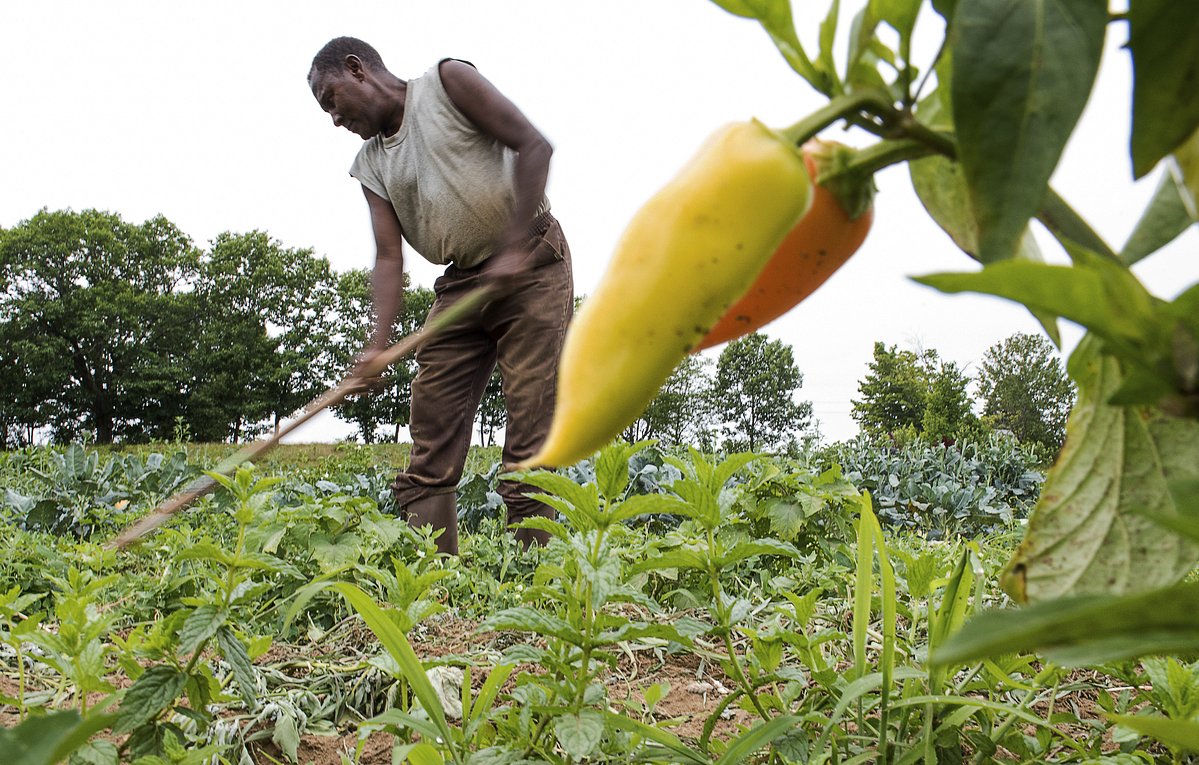 3 ways to protect your Maine garden from high temperatures this week