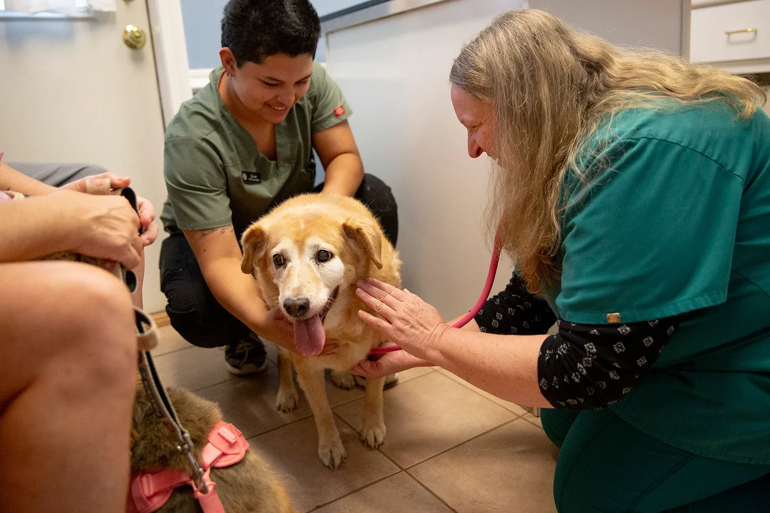 Rising vet costs leave Upper Valley pet owners and clinics struggling