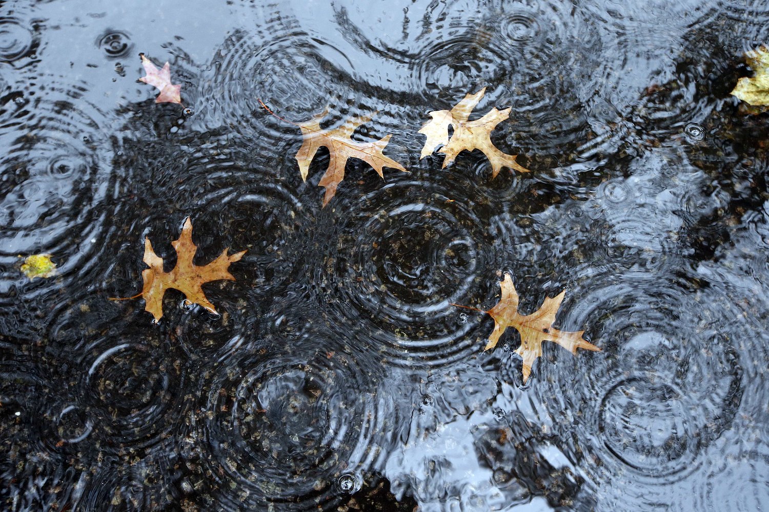 Old Farmer’s Almanac fall forecast: Here’s what to expect where you live