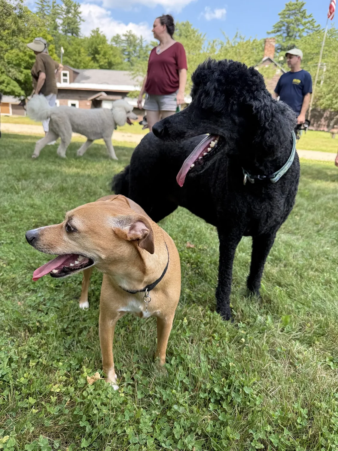 Subcommittee plans to explore private sites for Peterborough dog park
