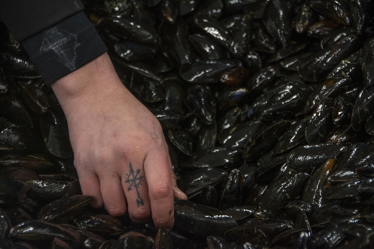 Maine’s top court denies appeal of controversial Bar Harbor aquaculture lease