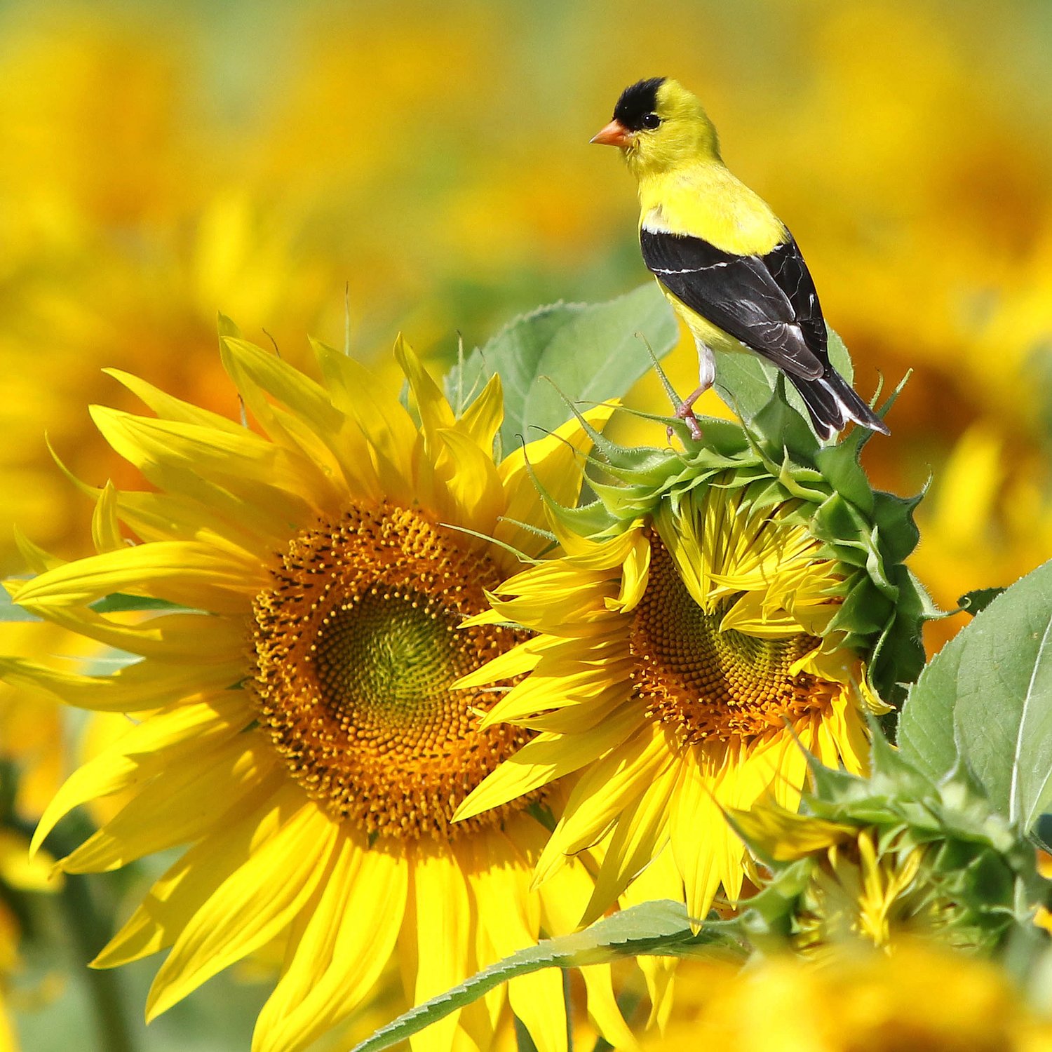 Down the Garden Path: Goldfinches are the acrobat of birds