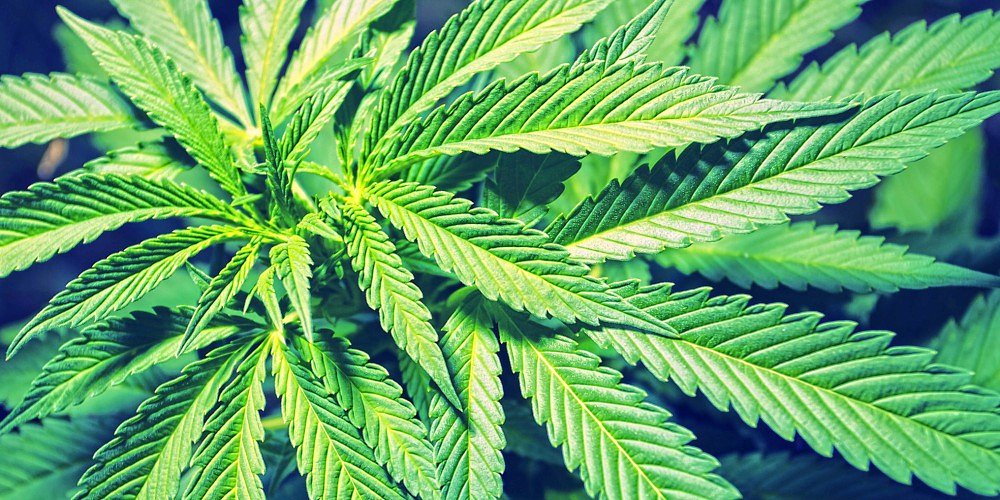 State cannabis regulators hope for funding infusion as it implements new law, policies
