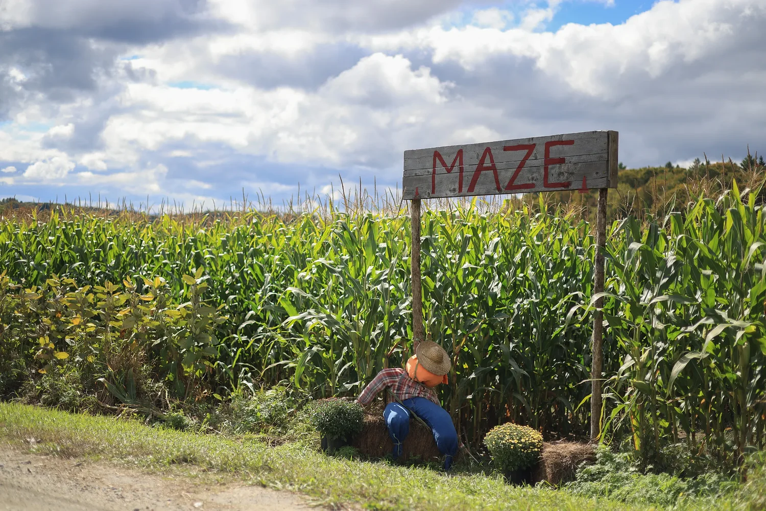 Amazing Corn Maze seeks to reconnect public with agriculture