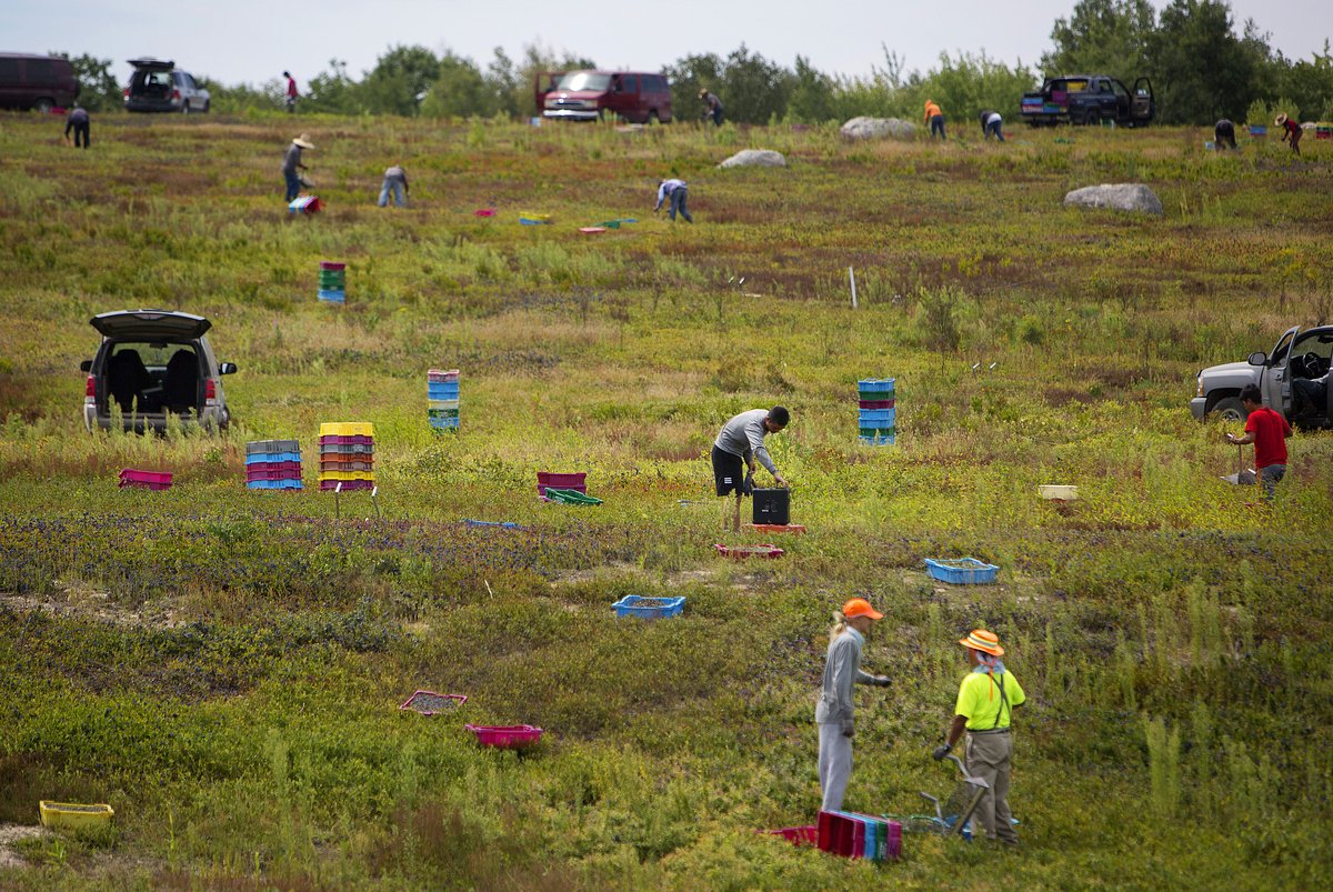 Penobscot Bay blueberry growers had a good season against the odds