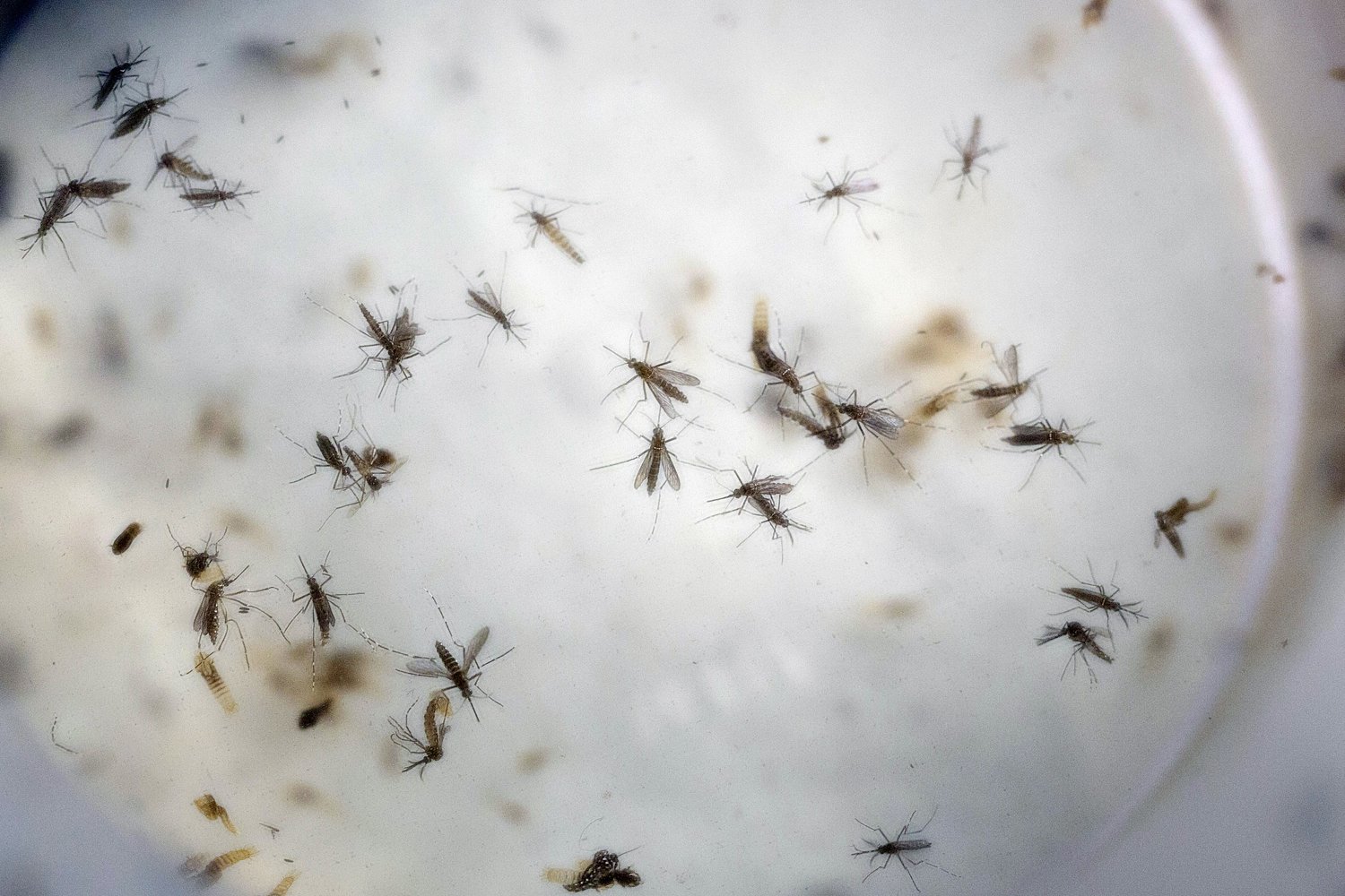 Zika virus returns to N.J. for the first time since 2020