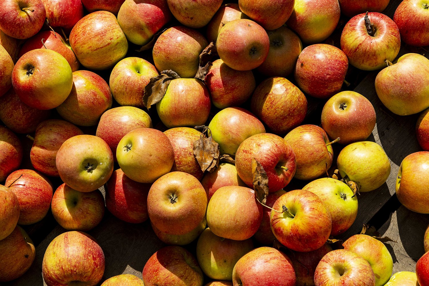 Mid-Michigan apple orchard removes AI signs, art following backlash