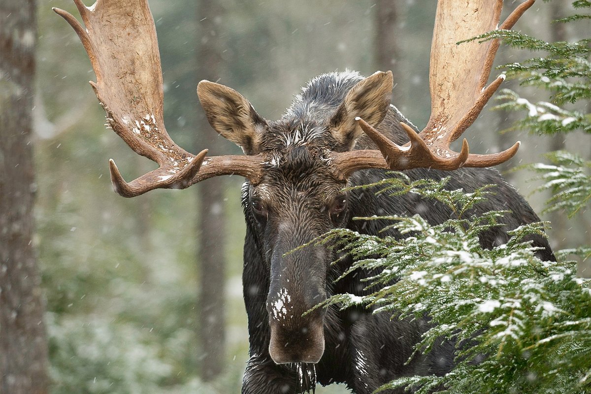 Is Maine’s moose permit lottery truly fair?
