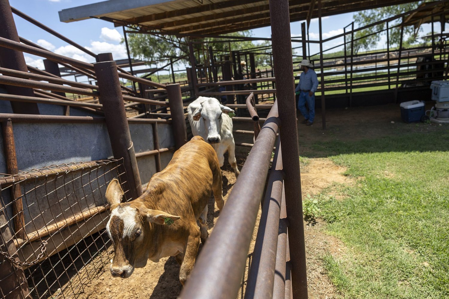 As screwworm spread continues, U.S. resumes cattle imports from Mexico
