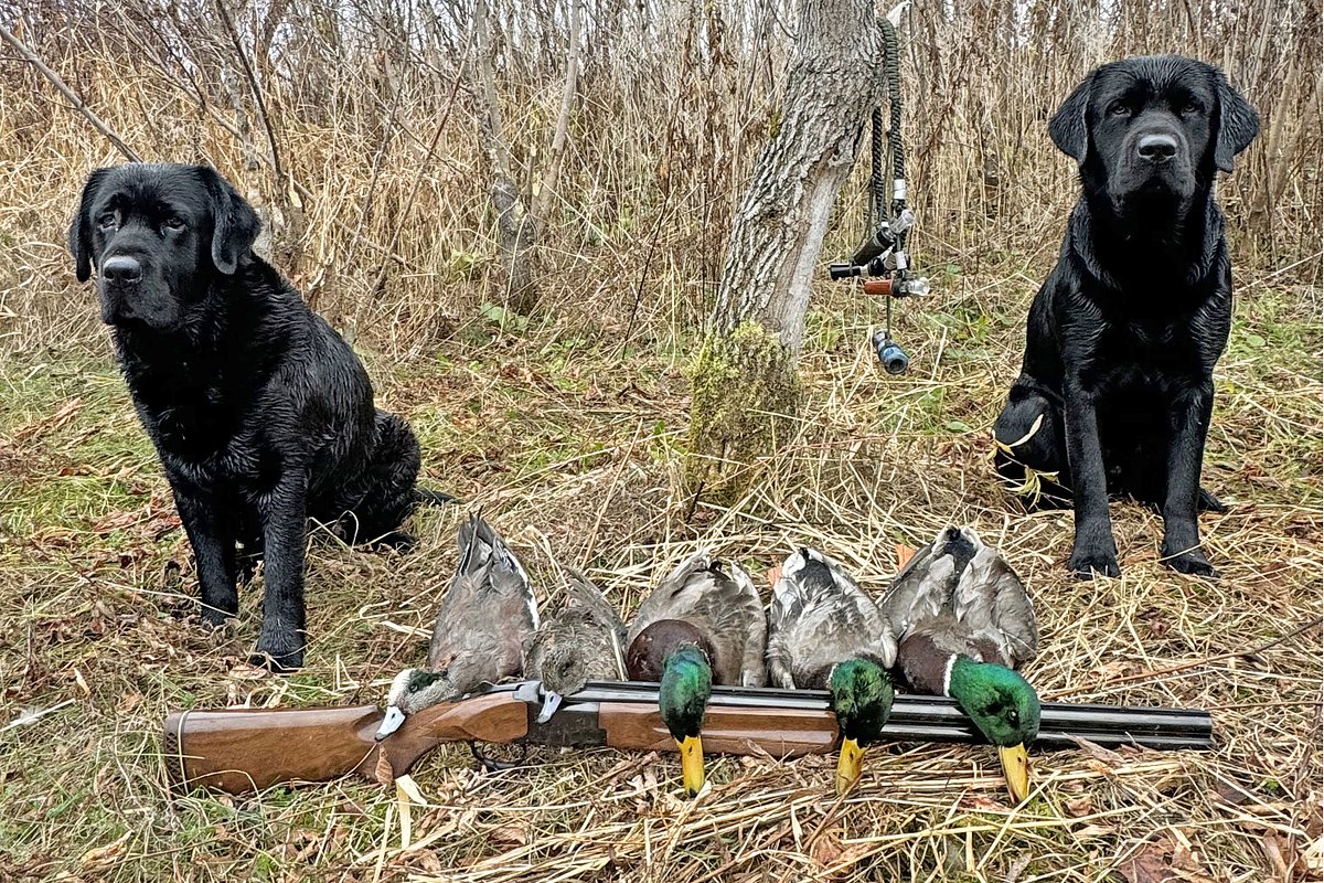 The best way to hunt ducks in Maine if you only have an hour