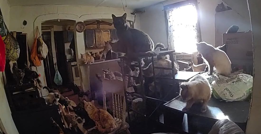 About 100 cats found in ‘deplorable’ Upstate NY apartment