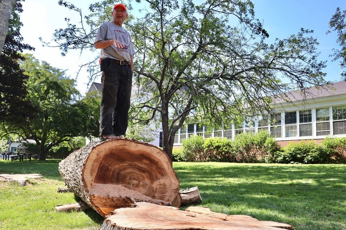 These Maine towns are still fighting to protect their elm trees