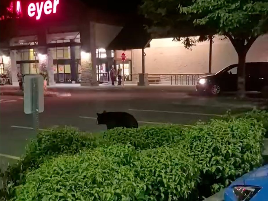 Rogue bear spotted in Wilsonville, shooed toward Willamette River