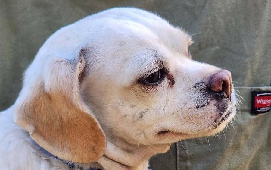 Dog rescued from Trenton fire