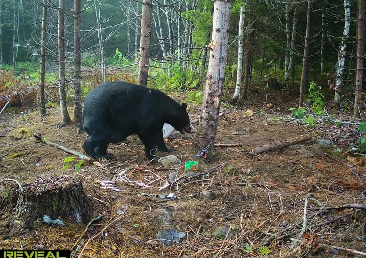 Maine hunter traps massive 638-pound bear near The Forks    
