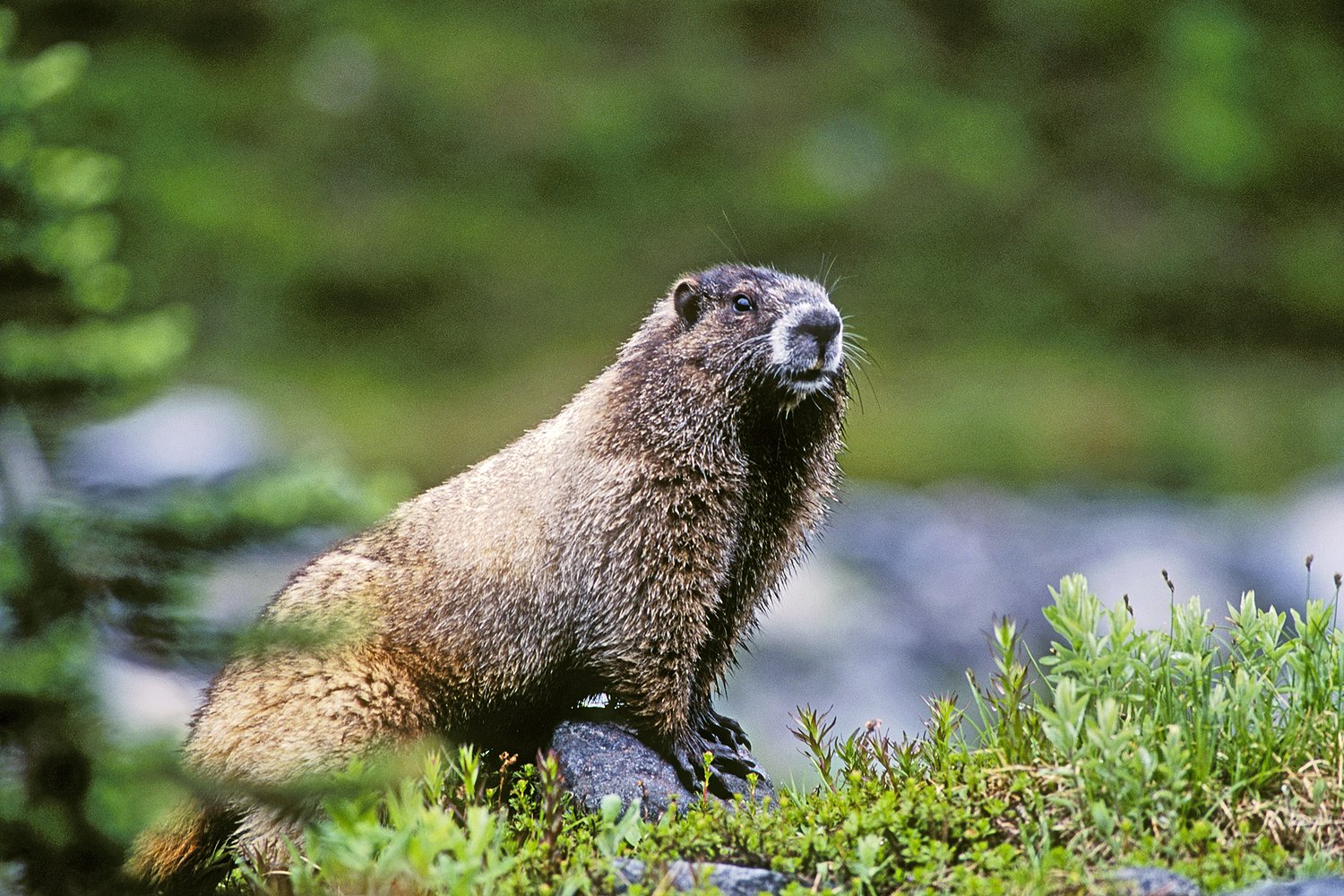 An influencer petted a Mount Rainier marmot. A national park ranger called his parents.