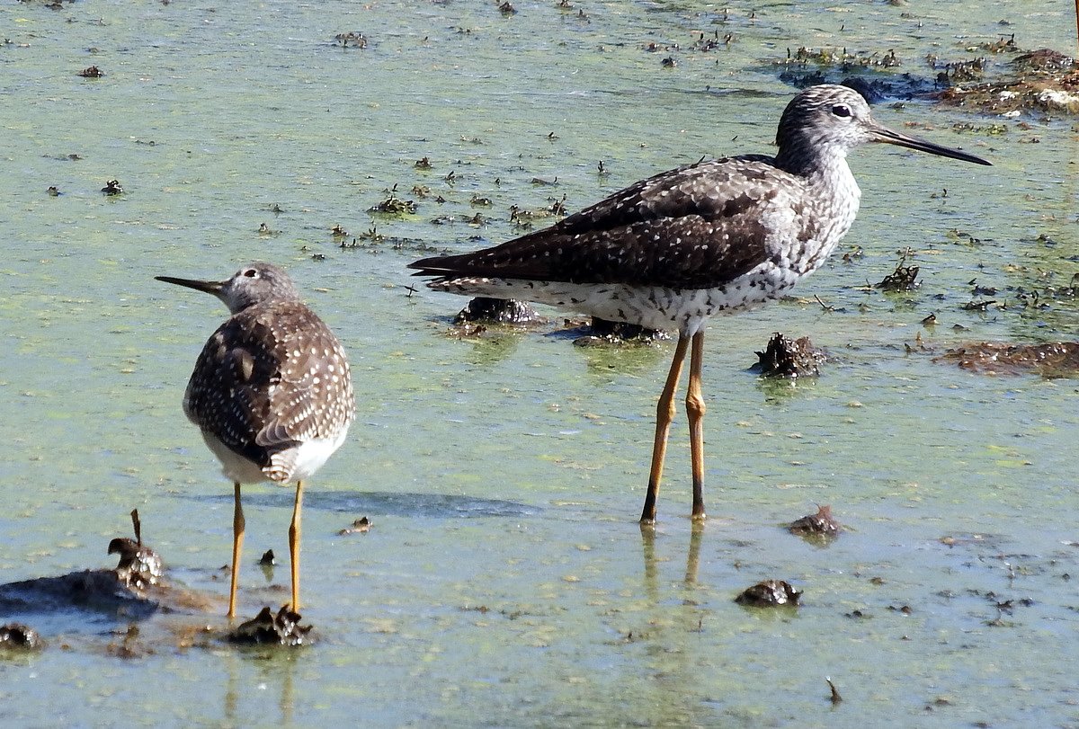 Why photos can actually make fall bird identification harder