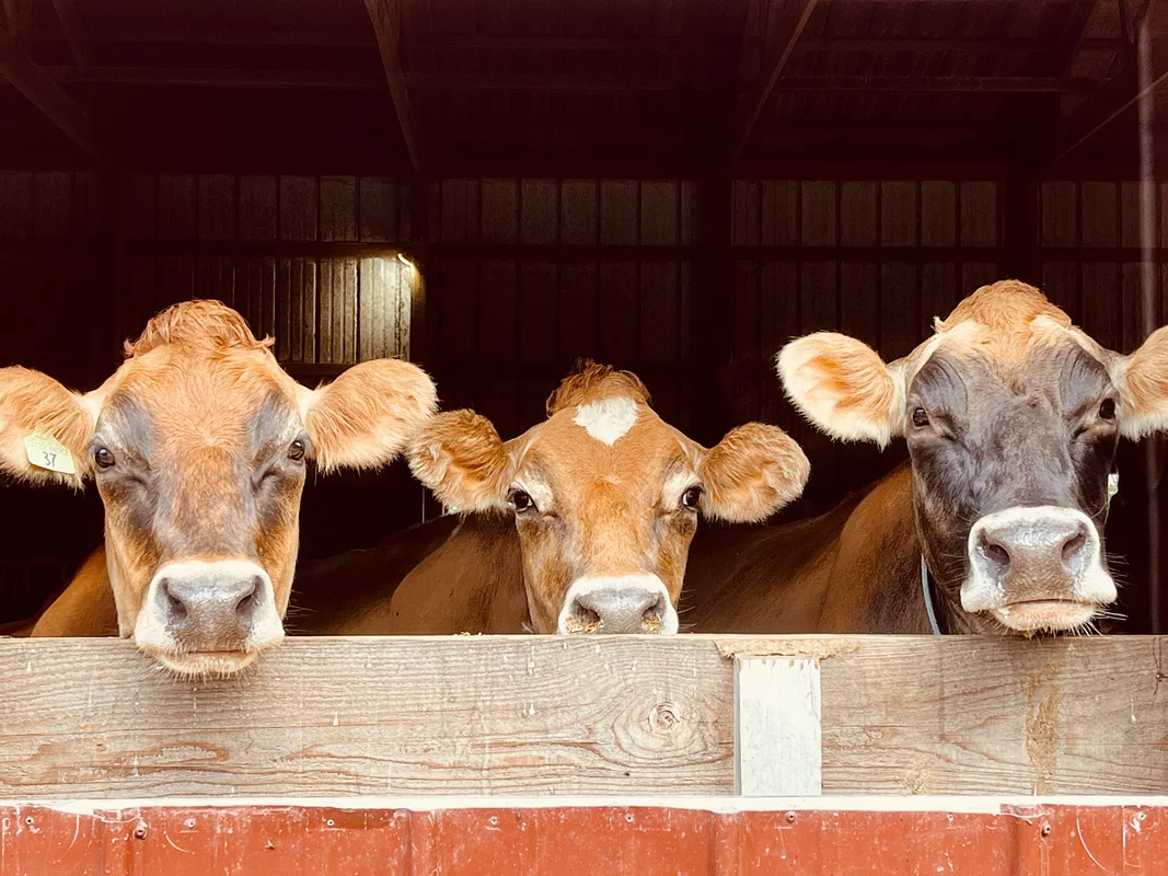 Uninspected meat, a 'food freedom' cause that was vetoed by Gov. Ayotte, drew strong divisions among N.H. farmers
