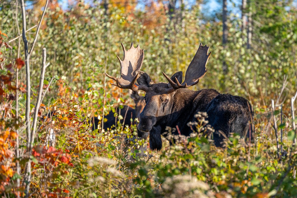 The shocking amount 10 people paid to hunt moose in Maine 