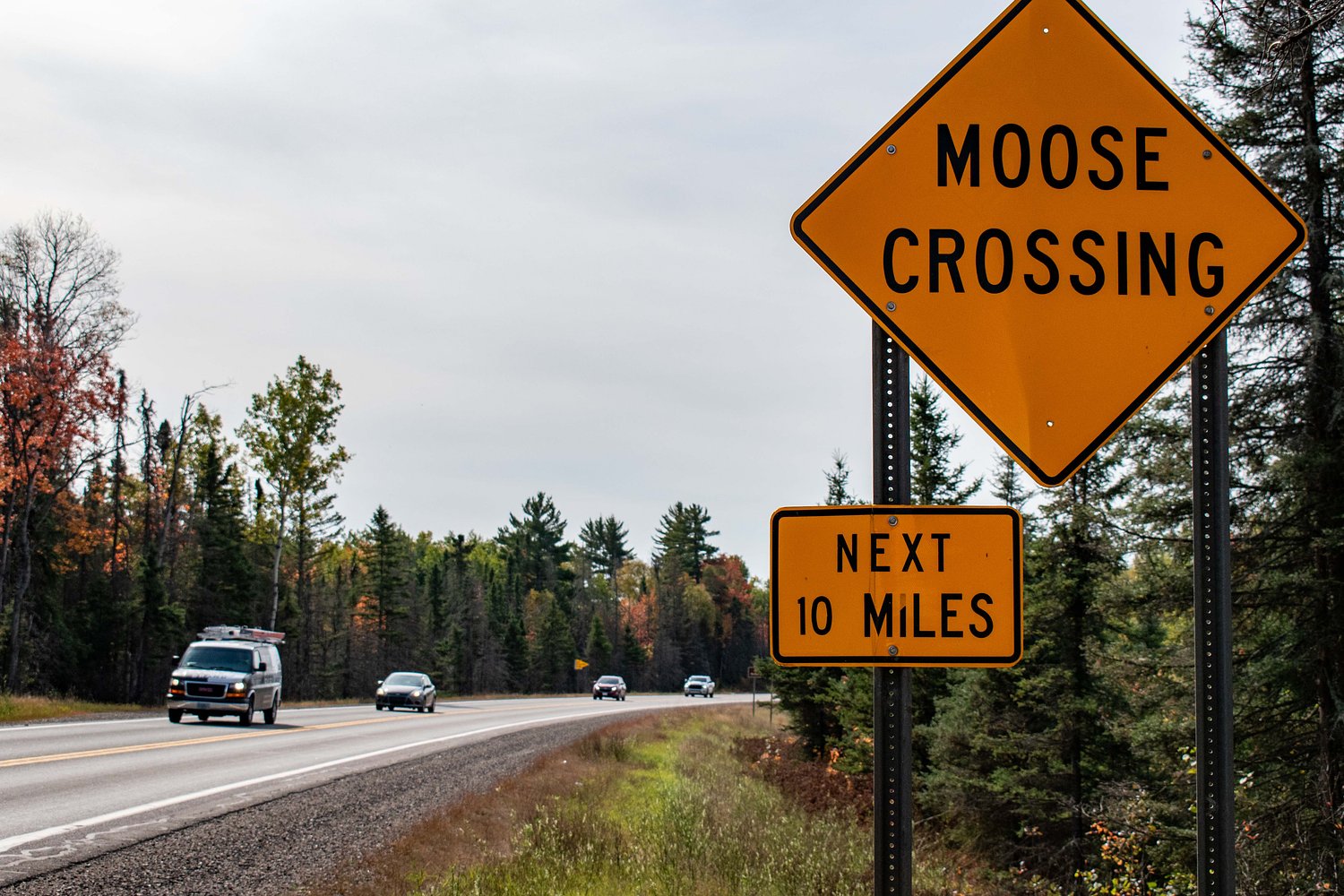Why fall is the most dangerous season for moose crashes in Michigan’s U.P.