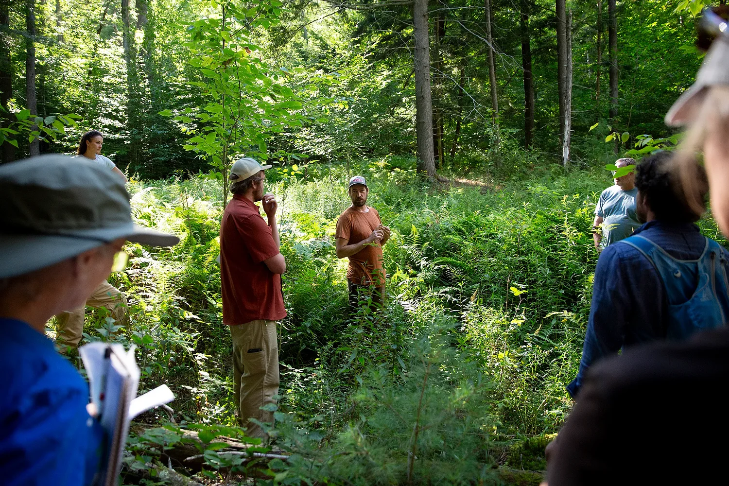 ‘We have more deer than our forests can support’: Norwich walk highlights browse damage