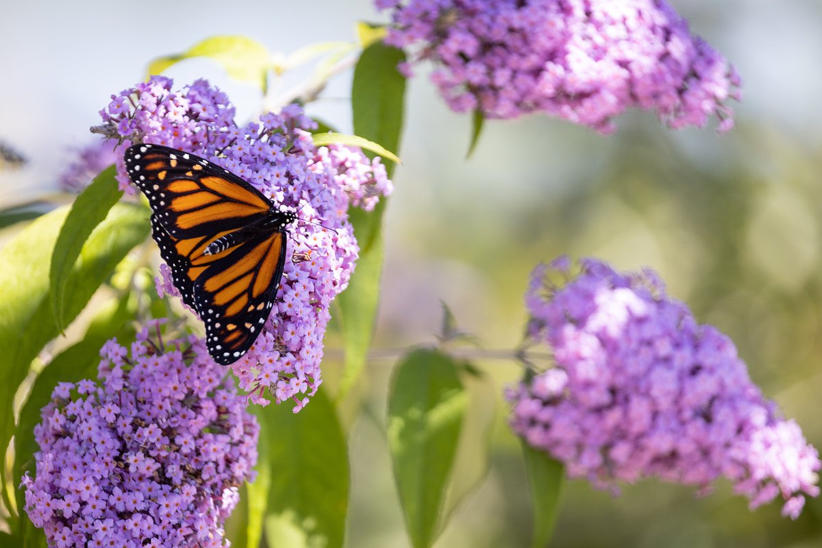 Experts say the number of insects in Maine is dropping