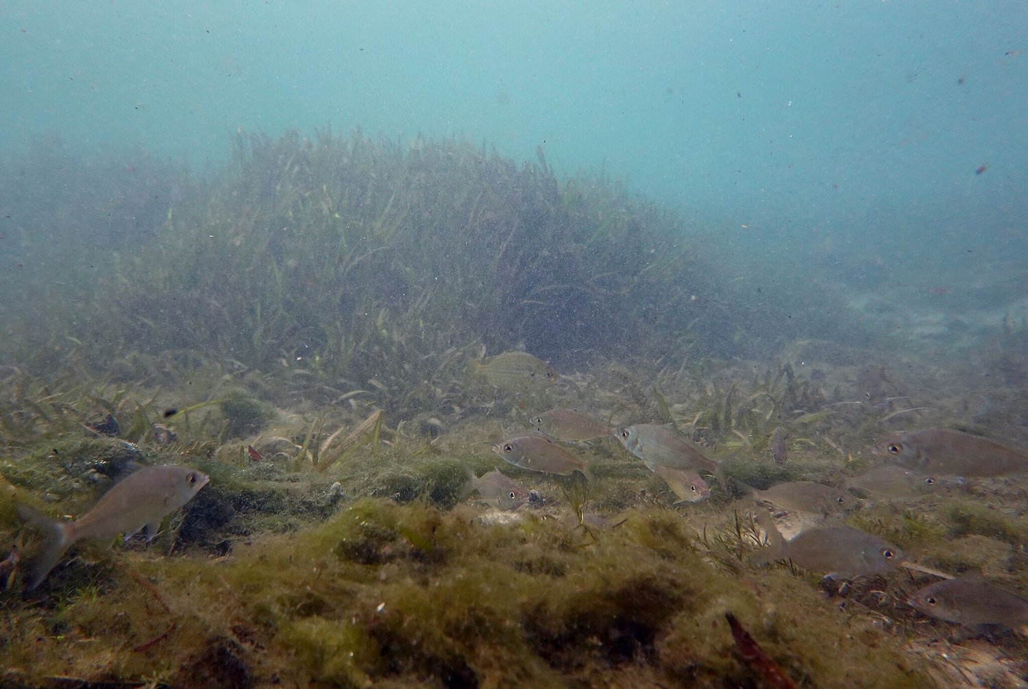 Crucial Gulf habitat over 1 million acres gets massive federal boost