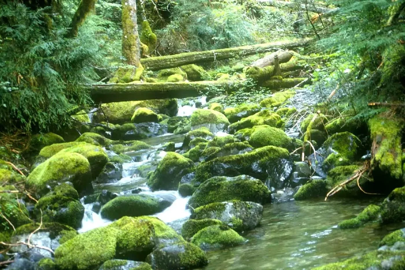 Opal Creek, closed since 2020 fire, will reopen next summer, thanks to latest in line of fierce protectors