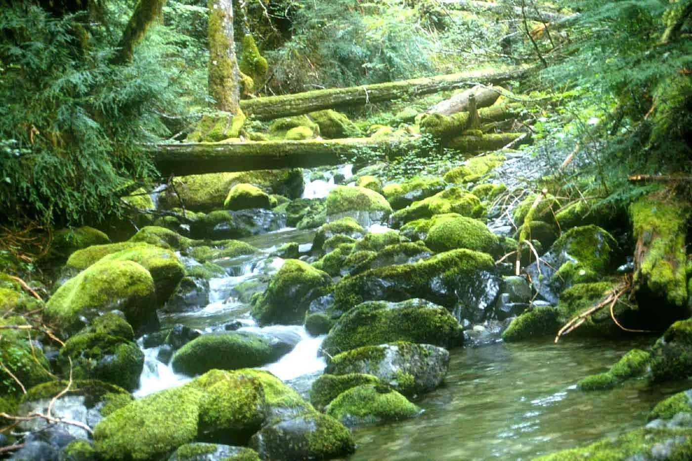 Opal Creek, closed since 2020 fire, will reopen next summer, thanks to latest in line of fierce protectors