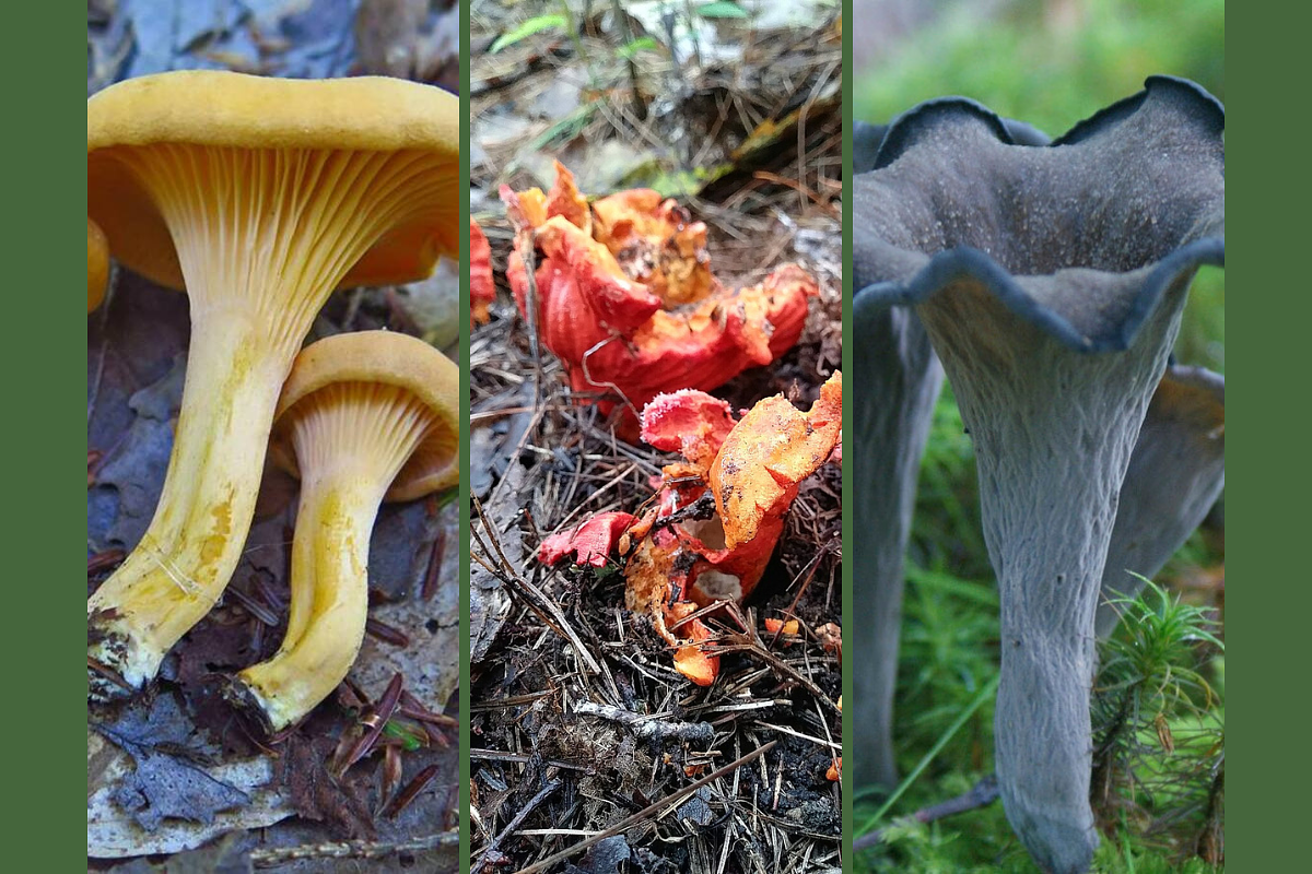 3 edible mushrooms that are easy to identify