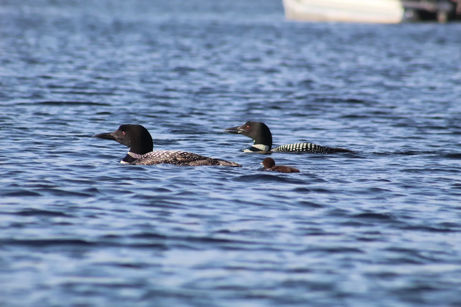 New loon chick spotted on Contoocook Lake with parents